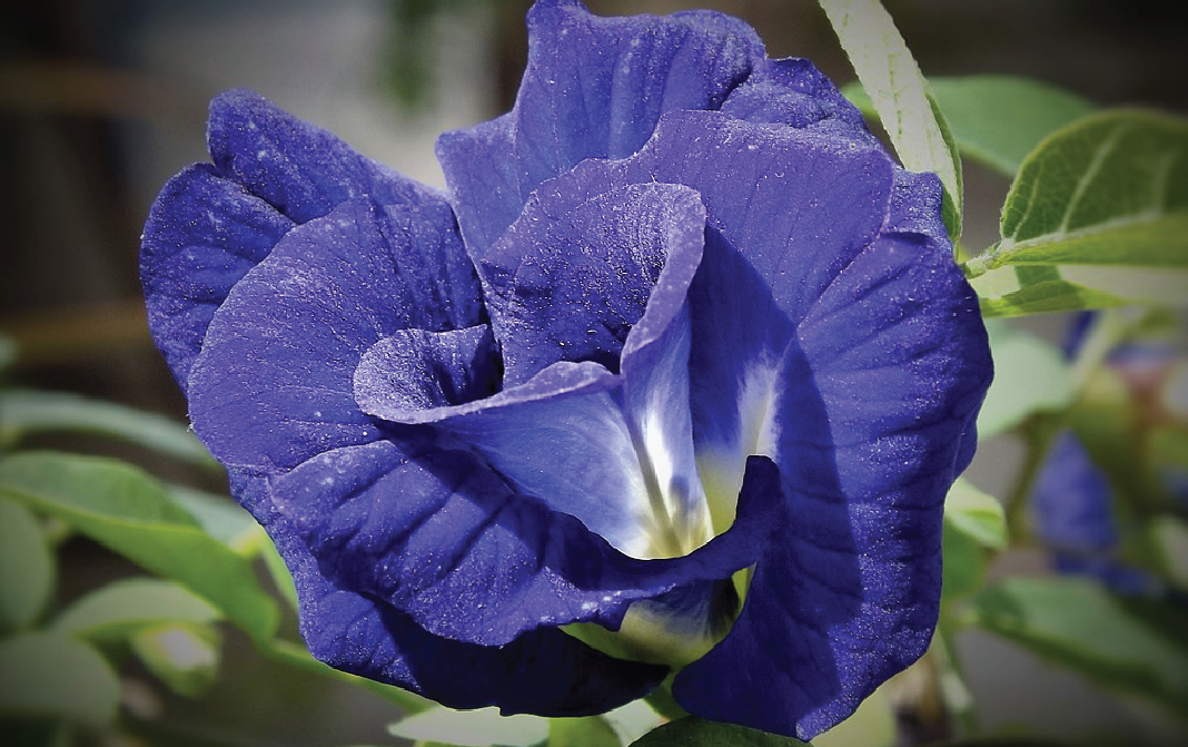 Indigo Blue Herbal Tea